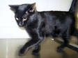 Adopt Panther a Domestic Short Hair-black