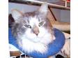 Adopt Picasso a Maine Coon, Domestic Long Hair - gray and white