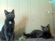 Adopt Annette & Andrea a Domestic Short Hair-gray