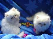 Gorgeous Persian Kittens