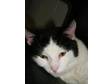 Adopt Argo a Domestic Short Hair-black and white