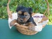 ACA Yorkshire Terrier Puppies!!! ((9 weeks))