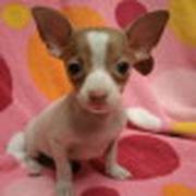 Lovely and Healthy Chihuahua puppy for rehoming