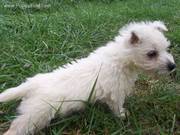 affectionate white terrier puppies for rehoming