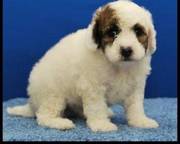 sweet bichon frise puppy for lovely companion