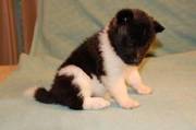 nice looking male akita puppy for adoption