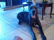 AKC Blue Great Dane at Stud - Proven