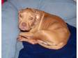 Adopt Abella a Pit Bull Terrier