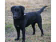 Adopt Presto a Black Labrador Retriever