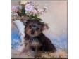 Charmy Yorkies Puppies For X-Mas