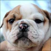 Cutie English bulldog puppies(11 weeks)